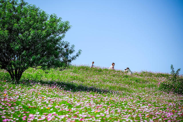 鲜花 打卡 游玩 美景