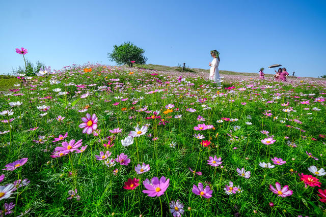 鲜花 打卡 游玩 美景
