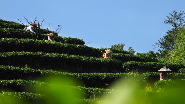 通道 发展 茶叶 种植 村民 采摘 夏茶 忙