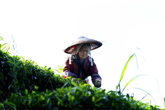 通道 发展 茶叶 种植 村民 采摘 夏茶 忙