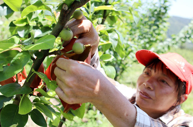 梨园 改良 升级 提升 市场 竞争力