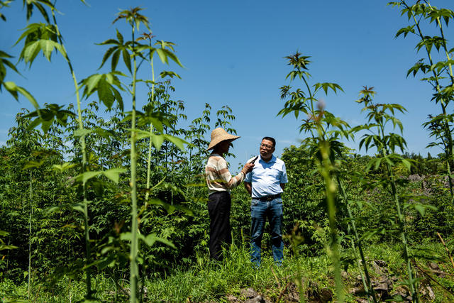 覆盆子    调研     采摘
