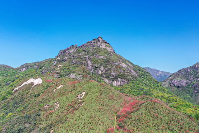 杜鹃花 映山红 高山 山岭 自然 风光