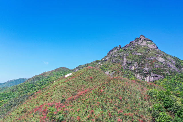 杜鹃花 映山红 高山 山岭 自然 风光
