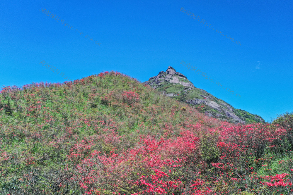 杜鹃花 映山红 高山 山岭 自然 风光