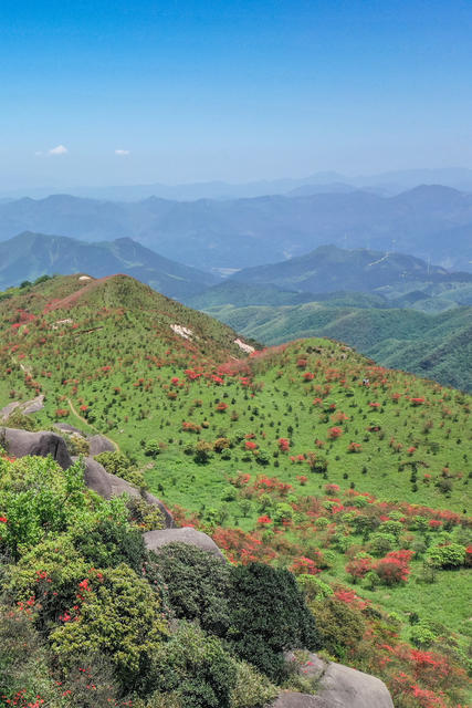 杜鹃花 映山红 高山 山岭 自然 风光
