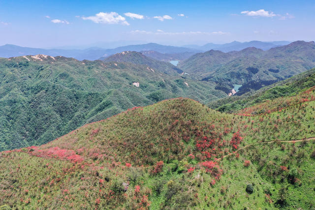杜鹃花 映山红 高山 山岭 自然 风光
