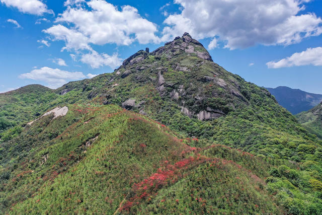 杜鹃花 映山红 高山 山岭 自然 风光