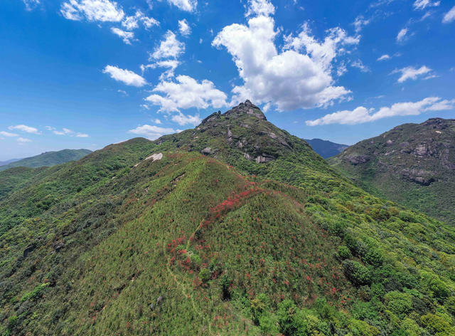 杜鹃花 映山红 高山 山岭 自然 风光