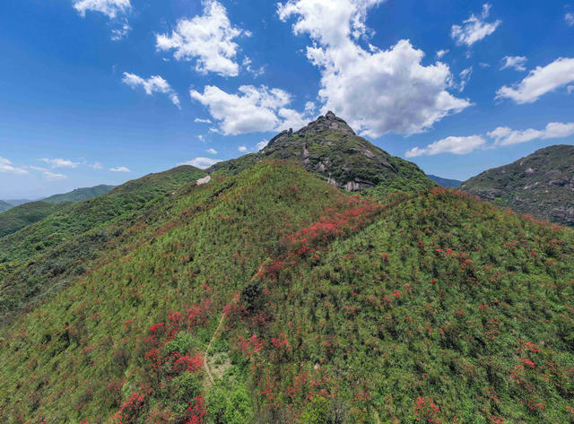 杜鹃花 映山红 高山 山岭 自然 风光