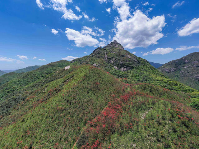 杜鹃花 映山红 高山 山岭 自然 风光