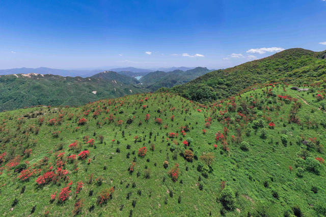 杜鹃花 映山红 高山 山岭 自然 风光