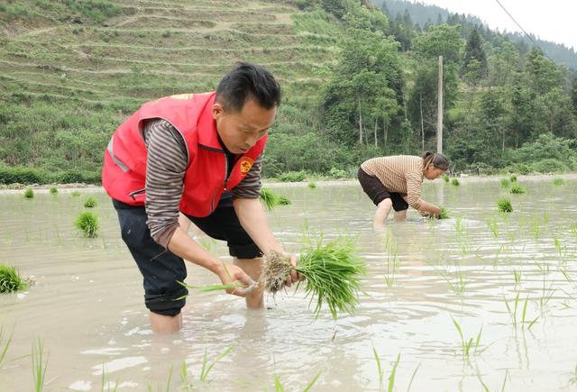 党员“帮帮团” 助农插秧忙
 