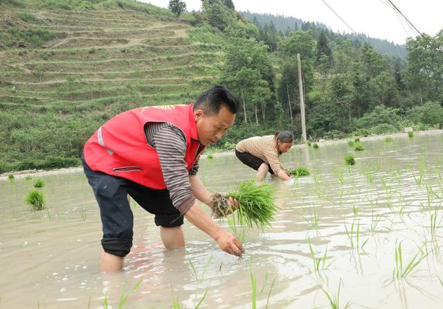 党员“帮帮团” 助农插秧忙
 