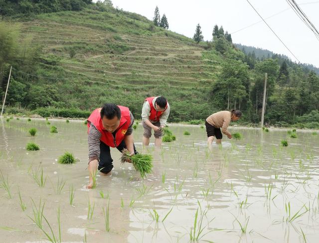 党员“帮帮团” 助农插秧忙
 