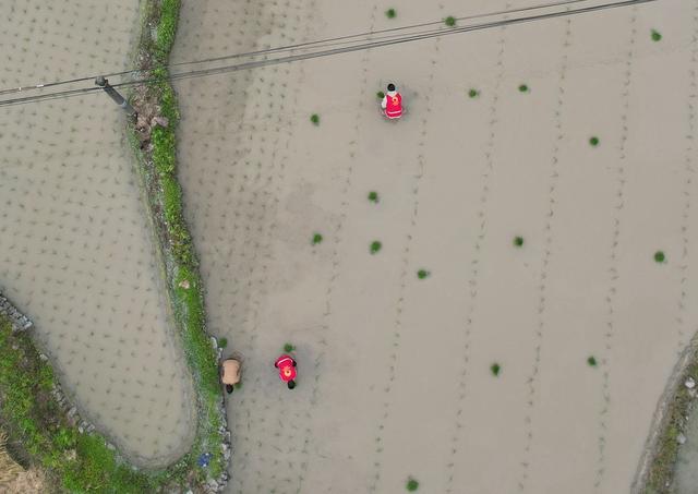 党员“帮帮团” 助农插秧忙
 