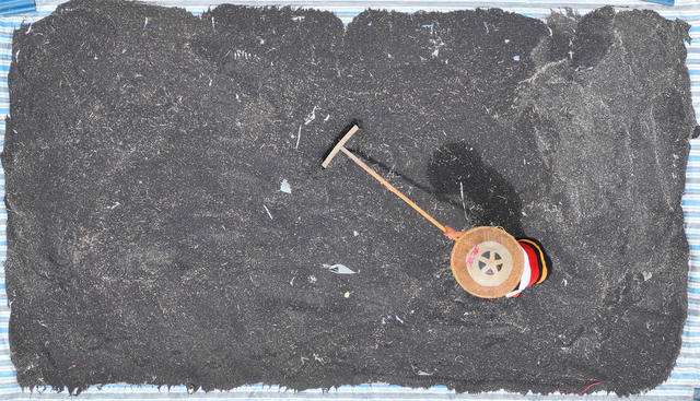 油稻 轮作 水稻 插秧 油菜 收割 