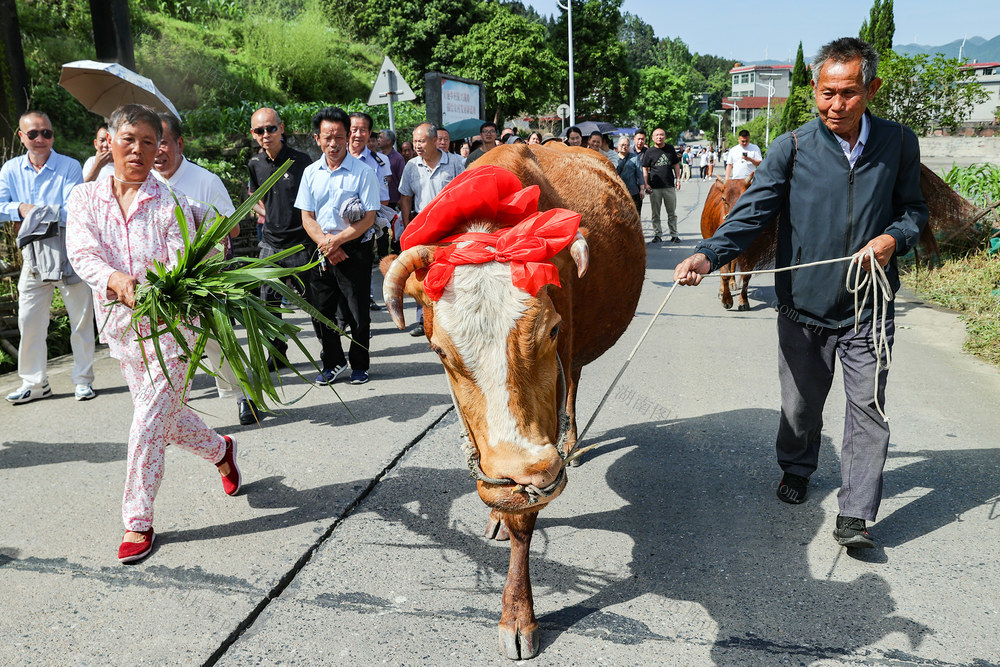  Linwu County -- revere cattle and wear safflower
