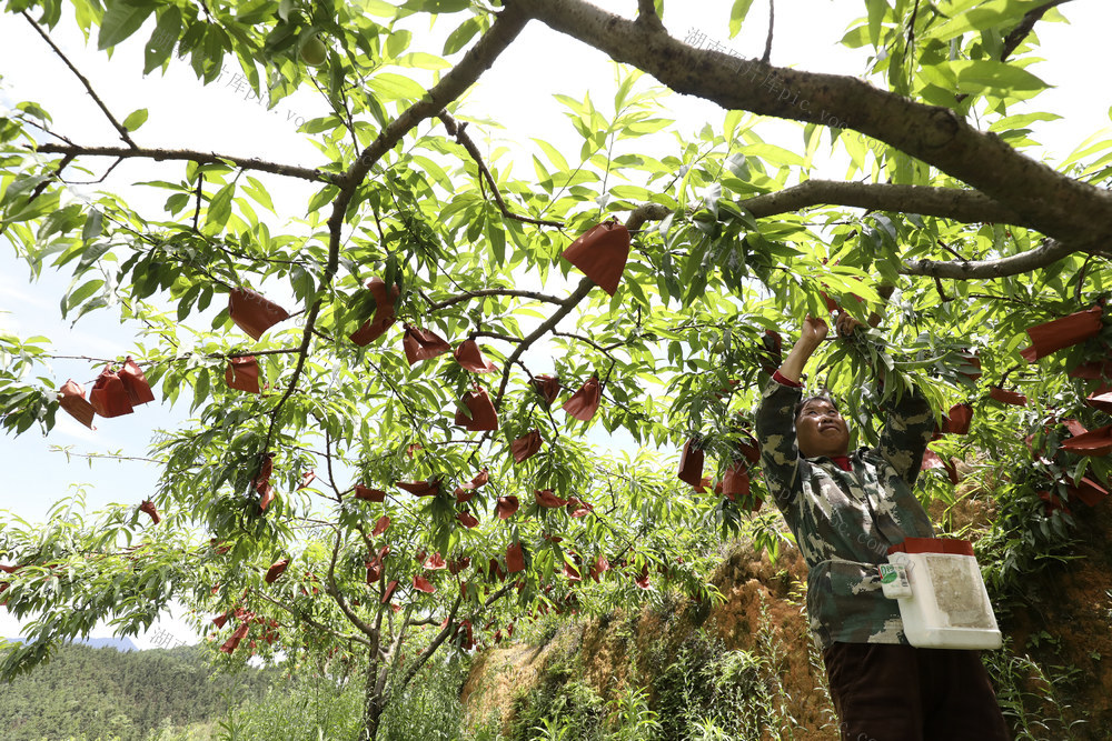 初夏时节 水果产业 管护作业 农业产业 乡村振兴