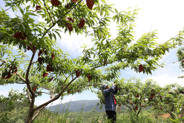 初夏时节 水果产业 管护作业 农业产业 乡村振兴