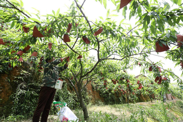 初夏时节 水果产业 管护作业 农业产业 乡村振兴