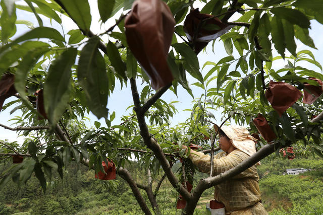 初夏时节 水果产业 管护作业 农业产业 乡村振兴