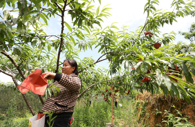初夏时节 水果产业 管护作业 农业产业 乡村振兴