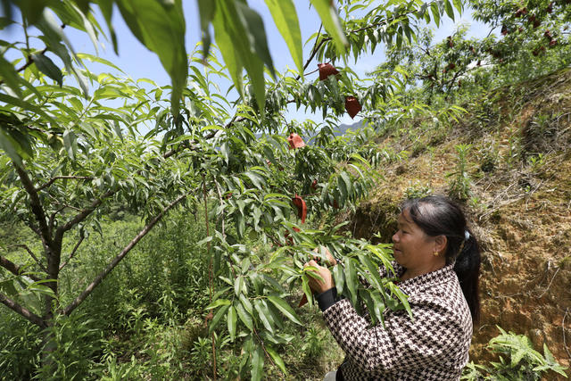 初夏时节 水果产业 管护作业 农业产业 乡村振兴