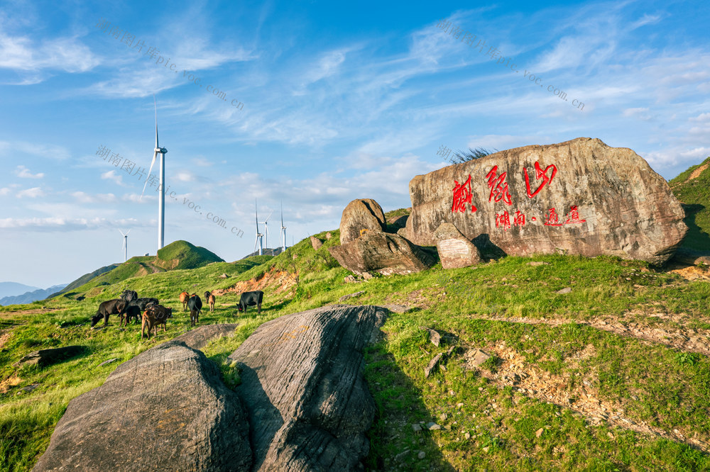 自然,风光,风景,牛群,小黄牛,动物,天空,背景,壁纸,蓝天,白云,生态,环境,环保,草地,高山牧场,放牧,麒麟山,地形,旅行,旅游目的地,户外,自然美,岩石,草,风电场,风力发电,景观,草坪,小山