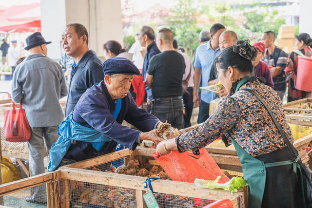 吉首市乾州农贸市场   家禽幼崽俏销  发展家庭禽畜经济