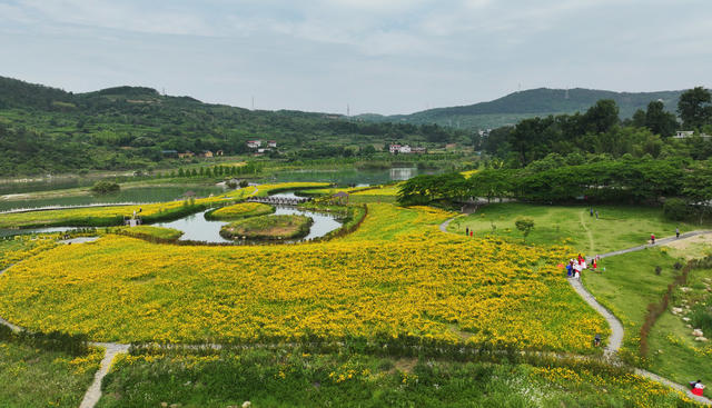 资兴 杭溪湿地公园 金鸡菊