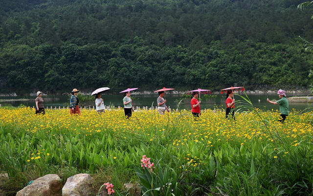 资兴 杭溪湿地公园 金鸡菊