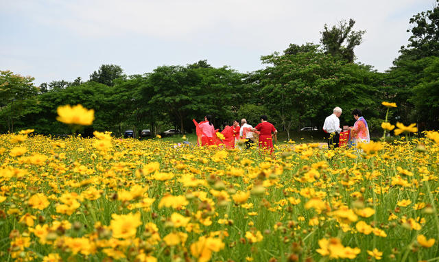 资兴 杭溪湿地公园 金鸡菊