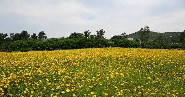 资兴 杭溪湿地公园 金鸡菊