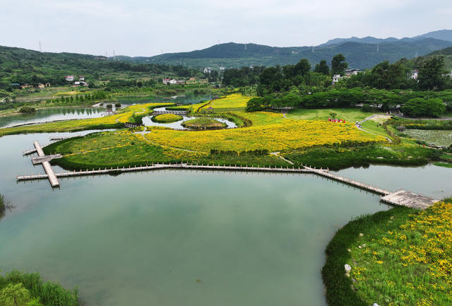 资兴 杭溪湿地公园 金鸡菊