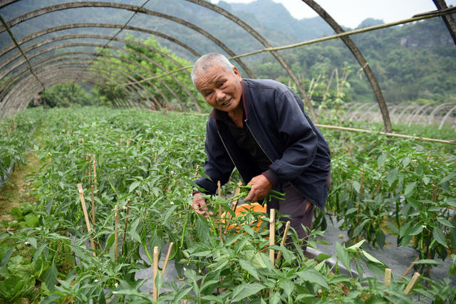 初夏 蔬菜 辣椒 农户 上市 增收