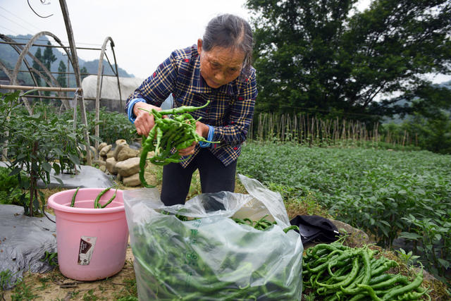初夏 蔬菜 辣椒 农户 上市 增收