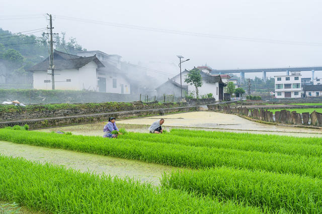 换季轮作好时节  风雨无阻，插夏秧