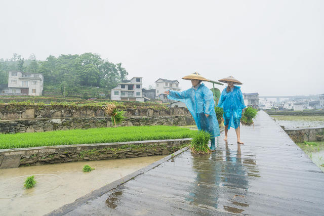 换季轮作好时节  风雨无阻，插夏秧