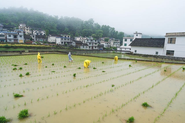 换季轮作好时节  风雨无阻，插夏秧