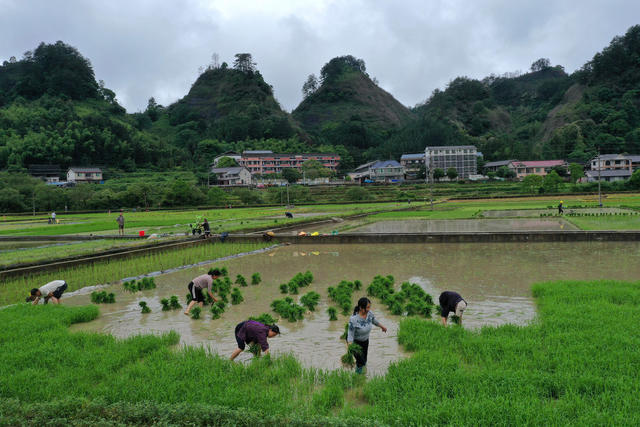 农户  抢插 秧苗 雨后 志愿者 帮扶 丰收 基础
