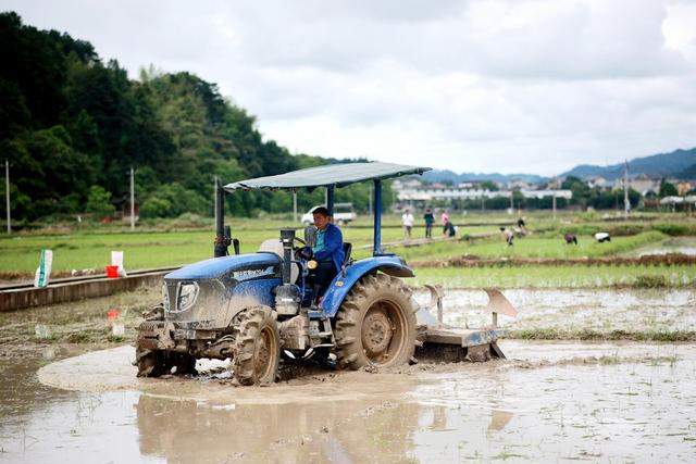 农业、水稻、劳动、农民、粮食生产