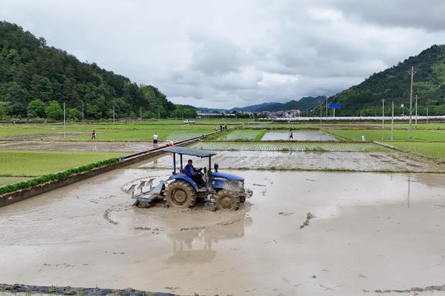 农业、水稻、劳动、农民、粮食生产