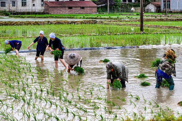 水稻 插秧 农事忙 小满 初夏 农民 农业