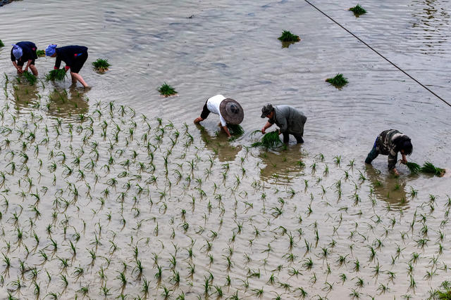 水稻 插秧 农事忙 小满 初夏 农民 农业