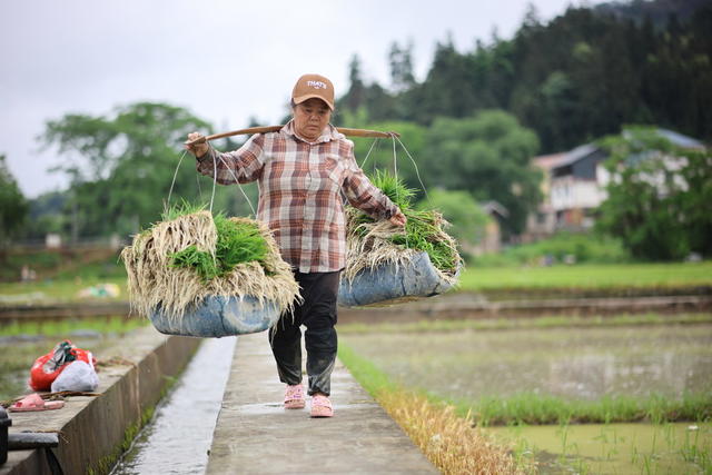 水稻 插秧 农事忙 小满 初夏 农民 农业