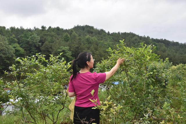 蓝莓熟 引游客
