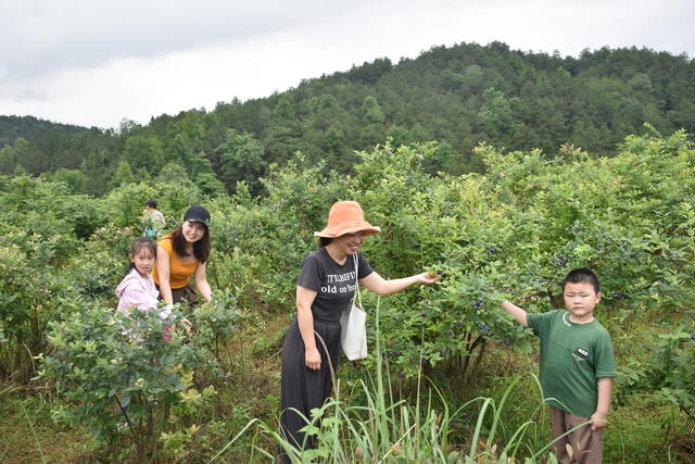 蓝莓熟 引游客