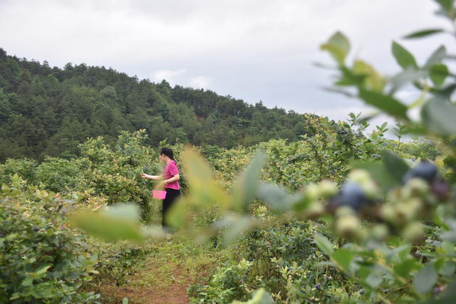 蓝莓熟 引游客