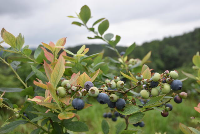 蓝莓熟 引游客